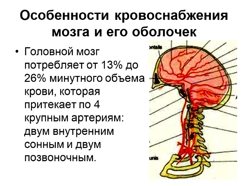 26 Особенности кровоснабжения мозга и его оболочек Головной мозг потребляет от 13% до 26%